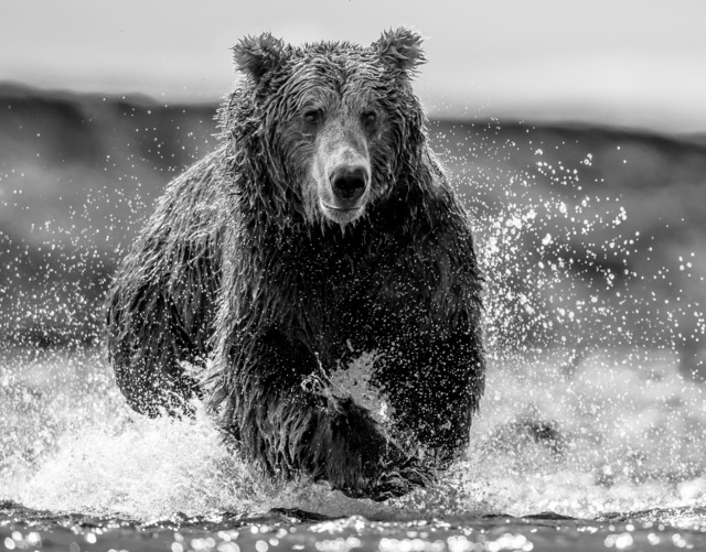 David Yarrow, ‘The Happy Bear’, 2019, Photography, Archival Pigment Photograph, Holden Luntz Gallery