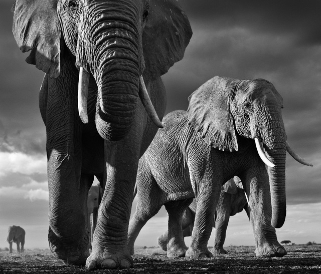 David Yarrow, ‘Big ’, ca. 2012, Isabella Garrucho Fine Art