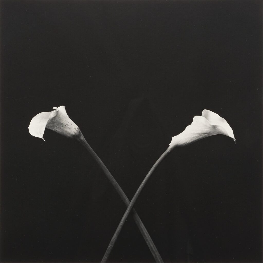 Robert Mapplethorpe - Calla Lilies