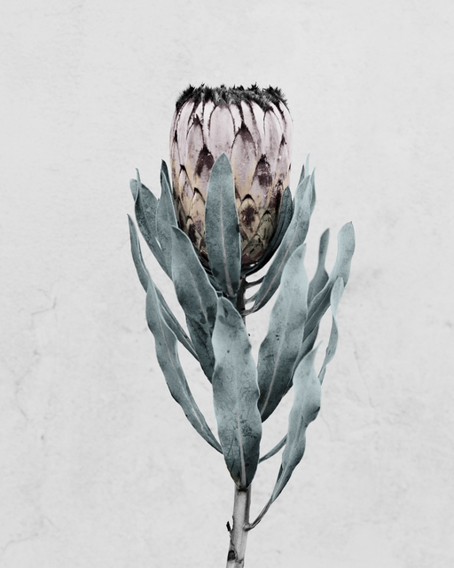 Vee Speers, ‘Protea cynaroides’, 2016, The Photographers' Gallery | Print Sales