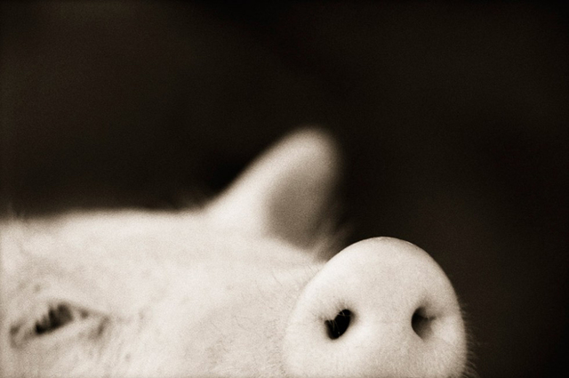 Henry Horenstein, ‘Domestic Pig (Sus scrofa domestica)’, ca. 1995-2001, ClampArt
