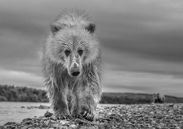 David Yarrow, ‘Ted’, ca. 2018, Samuel Lynne Galleries
