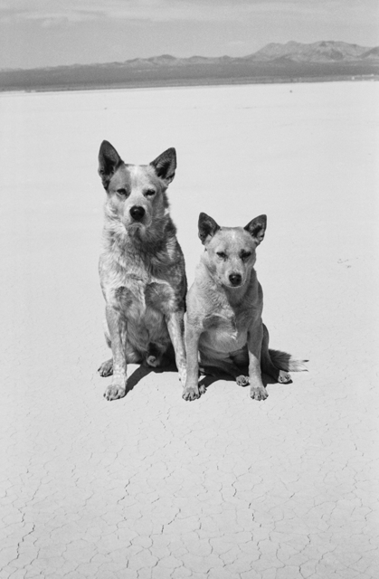 Arthur Elgort, ‘Dogs, Death Valley, California’, 2001, Photography, Gelatin Silver Print, Staley-Wise Gallery