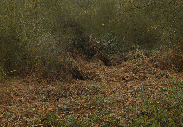 Leon Steele, ‘Heath #12’, 2011, Photography, Chromogenic Print, Wren London
