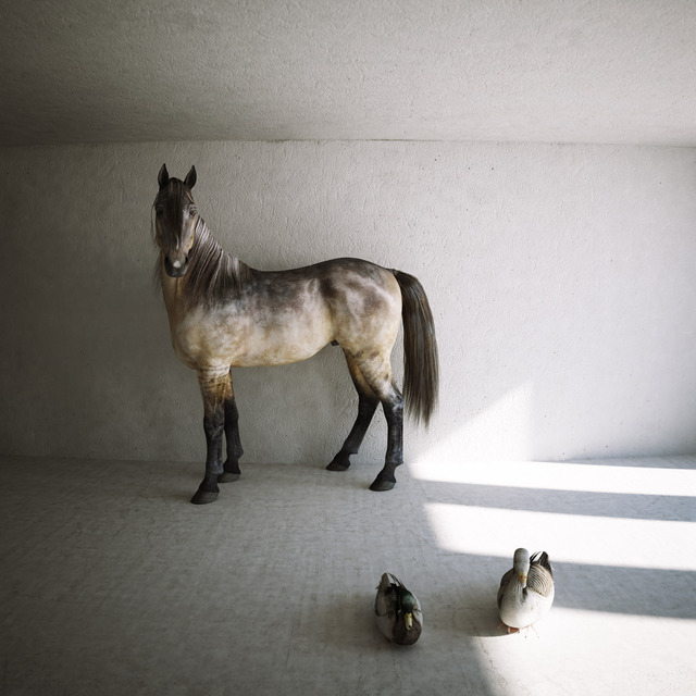 Another horse, another duck and another goose