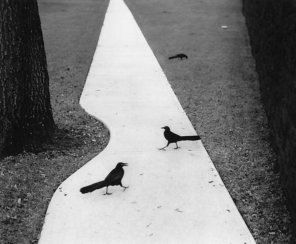 Pentti Sammallahti, ‘Houston, Texas (Two Birds on Path)’, 1998, Photography, Gelatin Silver Print, Peter Fetterman Gallery