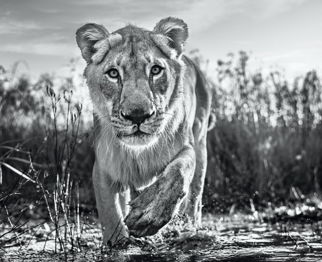 David Yarrow, ‘After the Flood’, 2020, Photography, Digital Pigment Print on Archival 315gsm Hahnemuhle Photo Rag Baryta Paper, Isabella Garrucho Fine Art