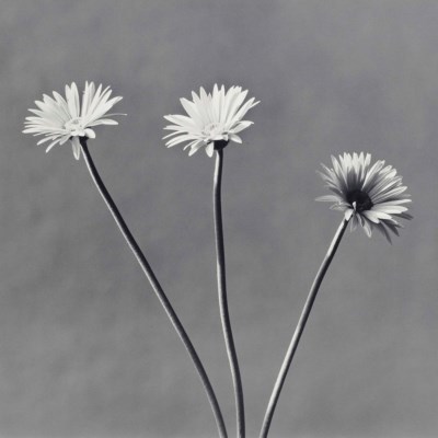 Robert Mapplethorpe - African Daisy