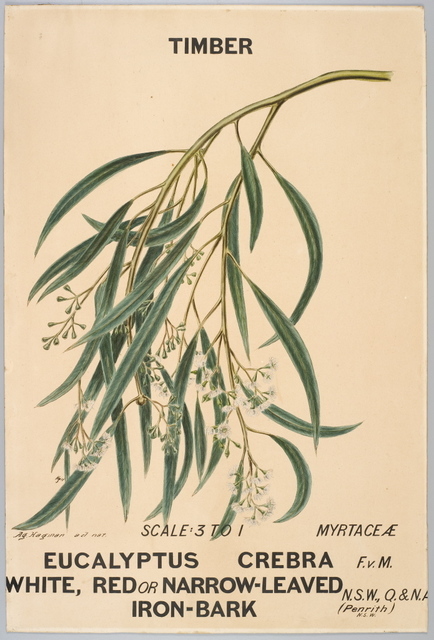 Agard Hagman, ‘Botanical illustration of Eucalyptus crebra (White, Red or Narrow-Leaved Iron-Bark)’, 1887, Powerhouse Museum