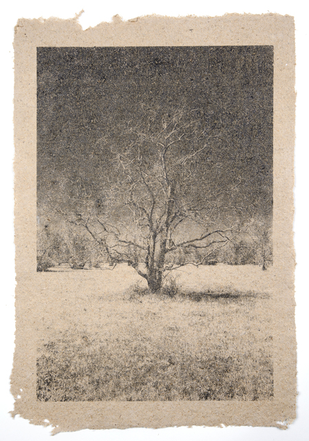 Matthew Brandt, ‘Tree 30’, Tracey Morgan Gallery