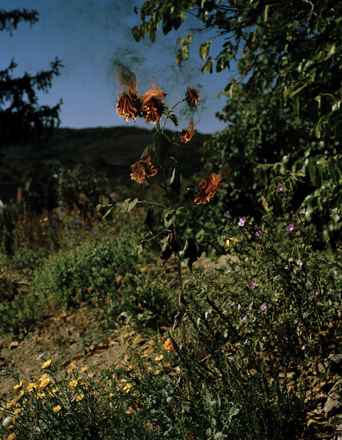 Elspeth Diederix, ‘Flameflower’, 2009, Casemore Kirkeby
