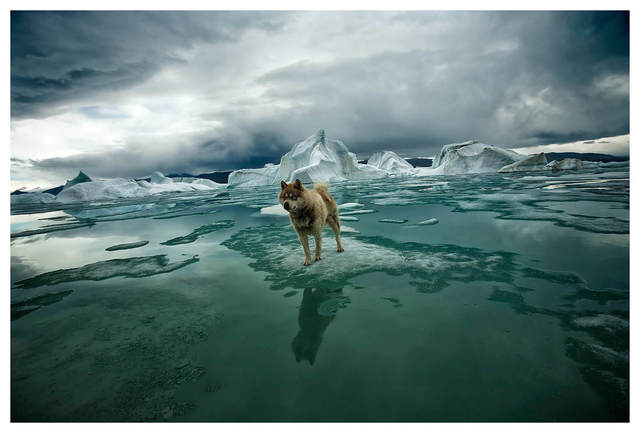 Sebastian Copeland, ‘Zephyr, Artica’, 2008, Photography, Archival Pigment Print, Bernheimer Fine Art