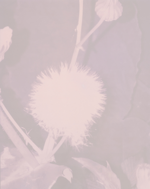 Sean McFarland, ‘Sleeping Flowers (Dandelion)’, 2018, Photography, Silver gelatin print (lumen print), Casemore Kirkeby