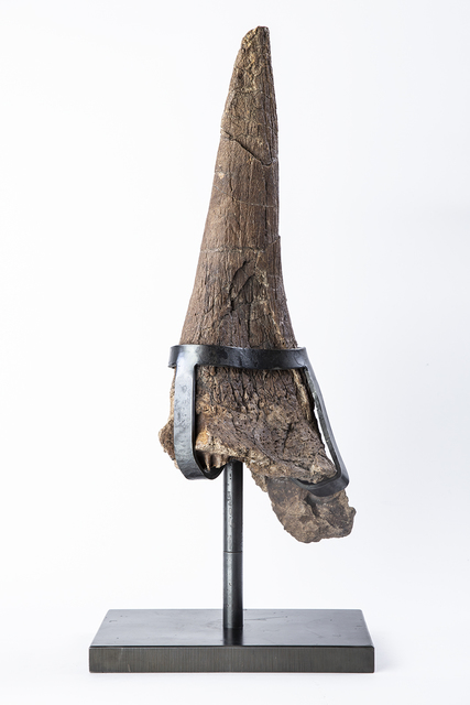 Unknown, ‘Rare, Large 65 Million Years Old Triceratops Horn Fossil ’, 1, Modern Artifact