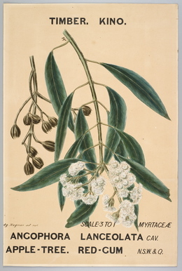 Agard Hagman, ‘Watercolour, botanical drawing, Angophora lanceolata (Apple-Tree. Red-Gum)’, 1887, Powerhouse Museum