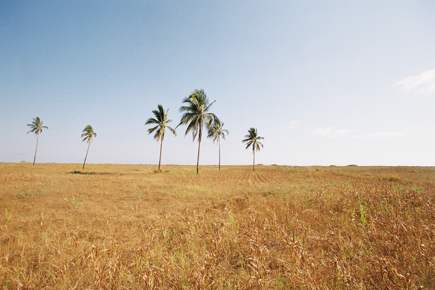 wildpalms logo