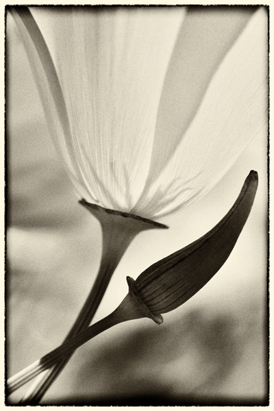 Cara Weston, ‘Poppy, Big Sur’, Photography, Archival Pigment Print, Weston Gallery