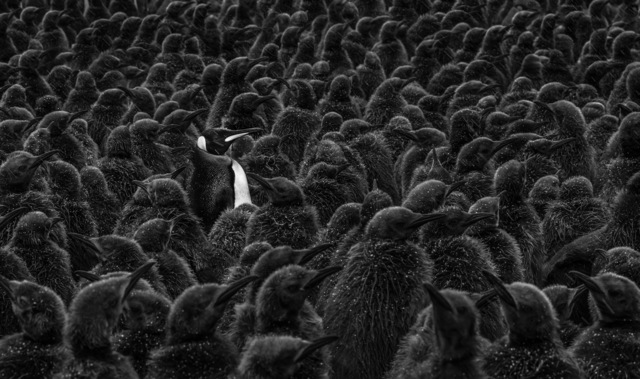David Yarrow, ‘Daddy's Home’, 2018, Fineart Oslo