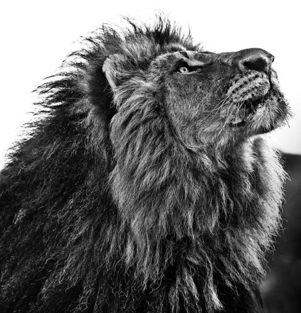 David Yarrow, ‘NKOSI SIKELEL IAFRIKA’, 2014, Hilton Asmus