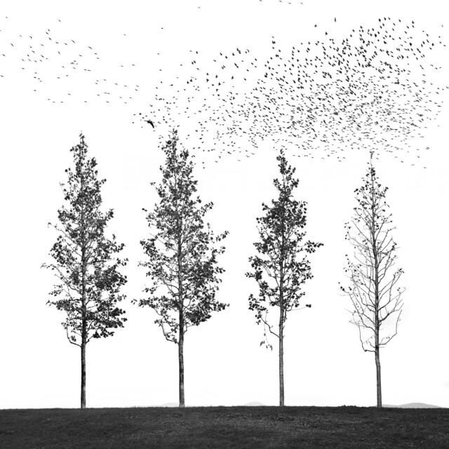 I, The Bird no.7