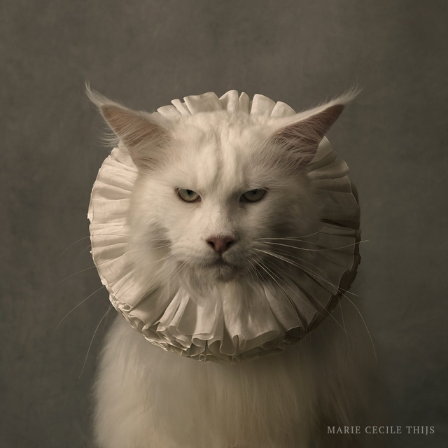 Marie Cecile Thijs, ‘Cat with White Collar VII’, 2017, SmithDavidson Gallery