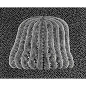 Yayoi Kusama - Pumpkin (White Y) (Kusama 150)