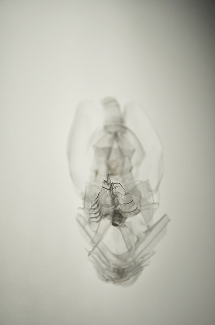 Laurent Lamarche, ‘Translucida Organidée (échantillons 7)’, 2009, Art Mûr