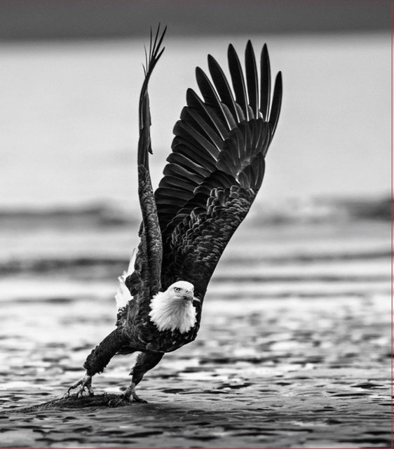 David Yarrow, ‘Take Off’, Kunsthuis Amsterdam