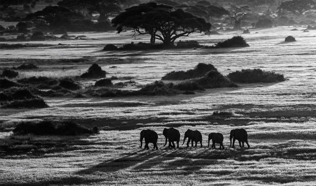 David Yarrow, ‘Dawn Commute’, 2014, Photography, Archival Pigment Print, Maddox Gallery