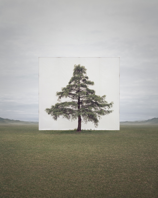 Lee Myoung Ho, ‘Tree…#6’, 2013, Yossi Milo Gallery