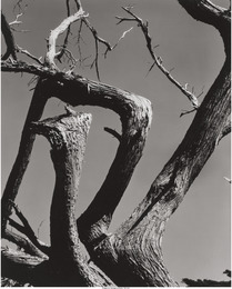 Cypress, Point Lobos