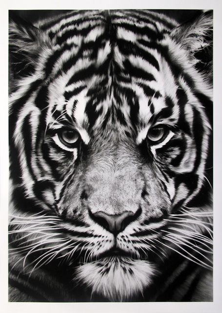 Robert Longo | Untitled (Tiger) (2012) | Available for Sale | Artsy