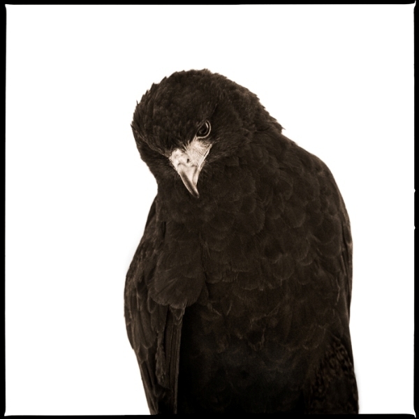 Nine Francois, ‘Hawk I’, 2017, Julie Nester Gallery