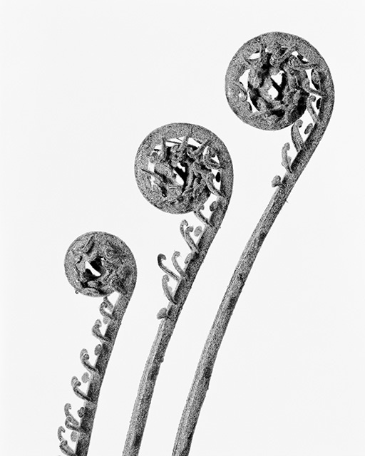 Robert Voit, ‘The Alphabet of New Plants, Dryopteris filix mas/ Echter Wurmfarn ’, 2014, Walter Storms Galerie