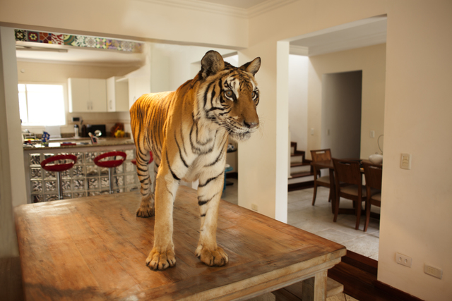João Castilho, ‘Tigresa - Zoo series’, 2015, Photography, Photography, Celma Albuquerque Galeria de Arte