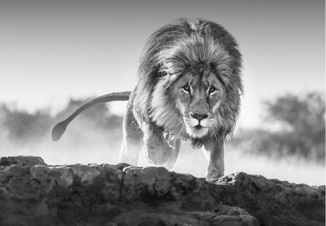 David Yarrow, ‘Relentless’, 2017, Photography, Archival Pigment Print, Maddox Gallery
