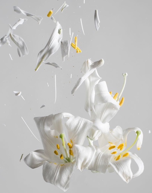 Ori Gersht, ‘Lilium candidum D04’, 2018, Photography, Archival pigment print, Talley Dunn Gallery
