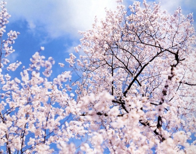 Risaku Suzuki | Sakura (2002) | Available for Sale | Artsy