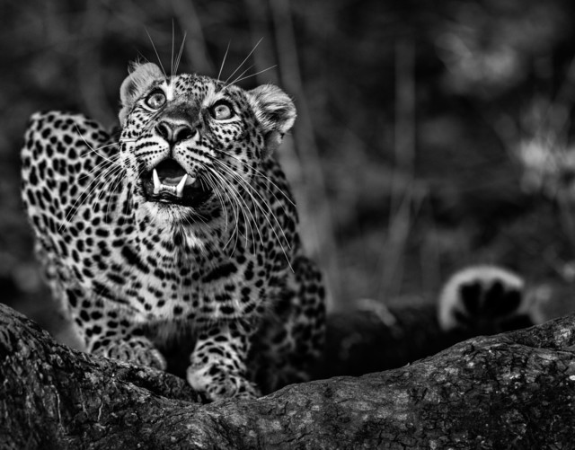 David Yarrow, ‘Ground Alert’, 2016, Photography, 315gsm Hahnemühle Photo Rag Baryta Paper, Isabella Garrucho Fine Art