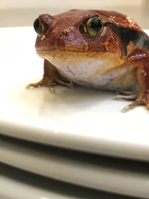 Juergen Teller, ‘Frogs and Plates No. 34, London’, 2016, Suzanne Tarasieve