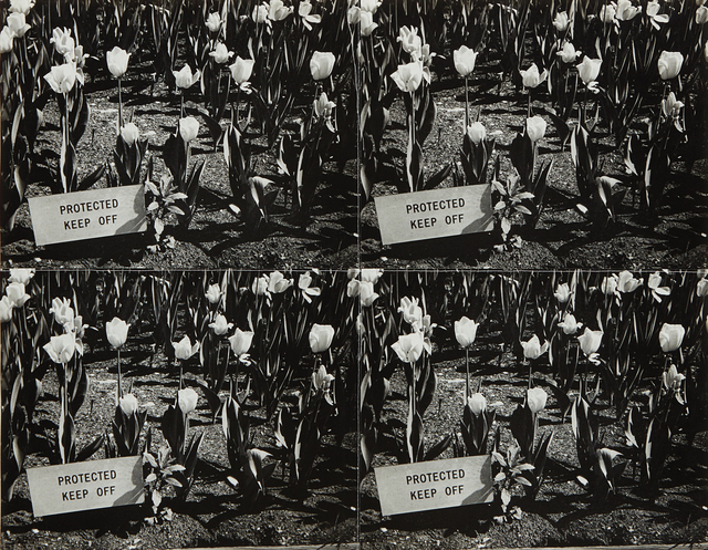 Andy Warhol, ‘Untitled (protected keep off)’, 1976-1986, Photography, Four stitched gelatin silver prints with white thread, Phillips