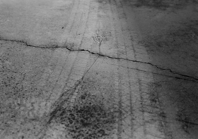 Mark Steinmetz, ‘Knoxville, TN (weed in crack)’, 1992, Photography, Silver gelatin print, Yancey Richardson Gallery