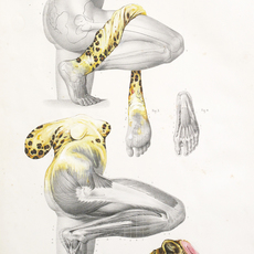 Troels Carlsen