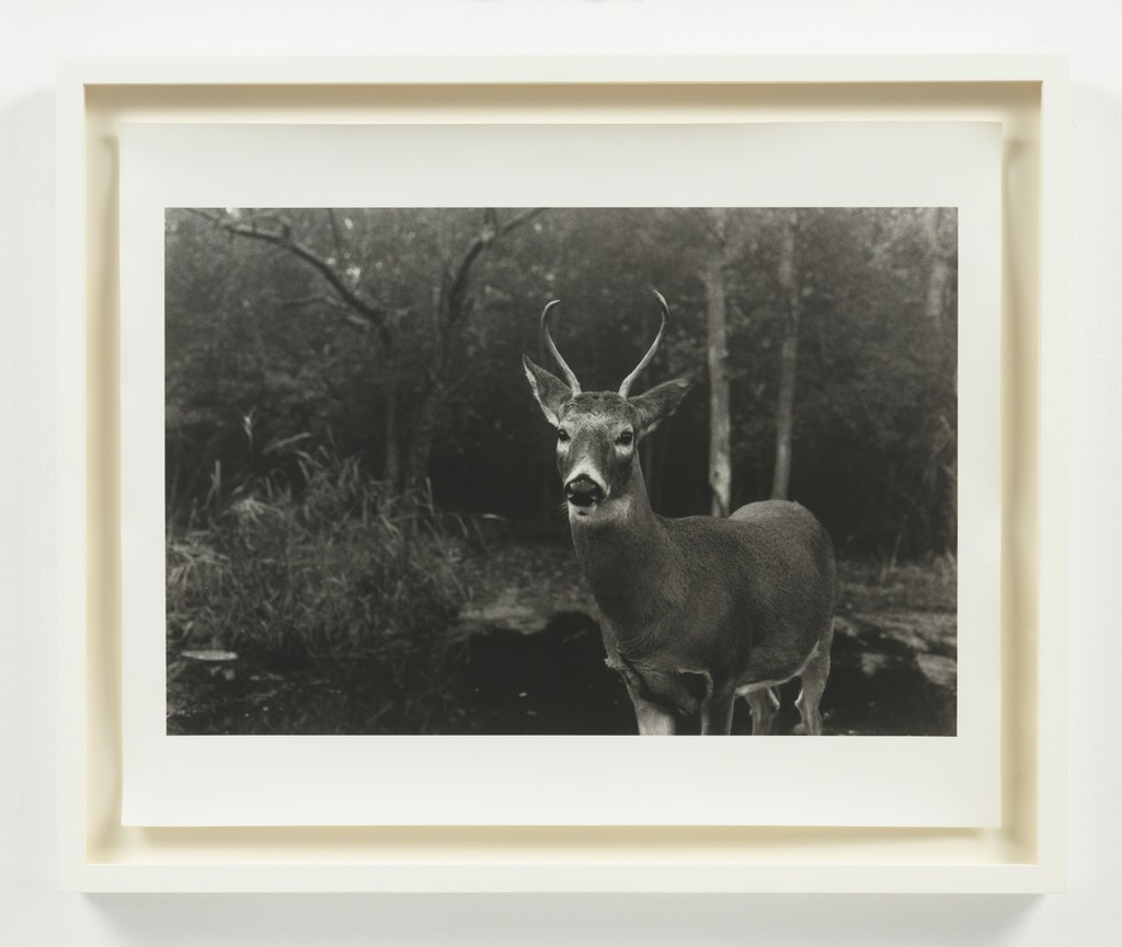 ERIC RHEIN Silver Buck- Fire Island, 2010, Silver gelatin photographic print 20 x 24 inches edition of 8 ERIC RHEIN Silver Buck- Fire Island, 2010, Silver gelatin photographic print 20 x 24 inches edition of 8