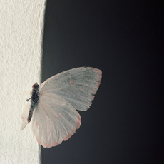 Brigitte Lustenberger