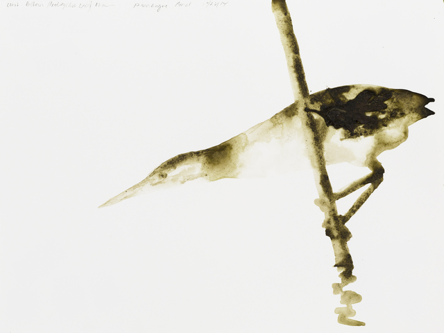 Alexis Rockman, ‘Least Bittern (Ixobrychus exilis)’, 2014, Parrish Art Museum