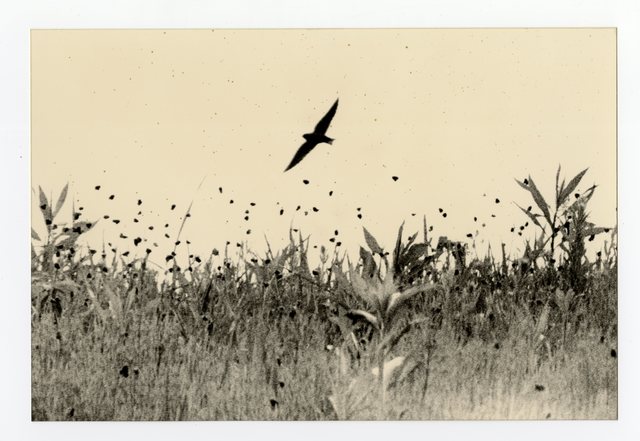 Yamamoto Masao, ‘1618, from Kawa = Flow’, Etherton Gallery