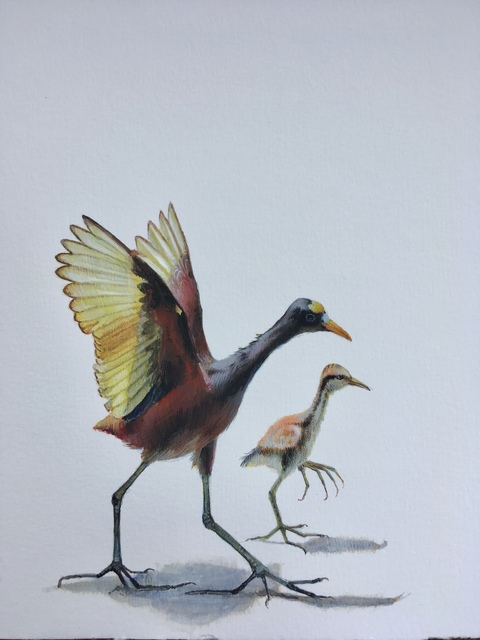 Dina Brodsky, ‘Northern Jacana’, 2018, Garvey | Simon