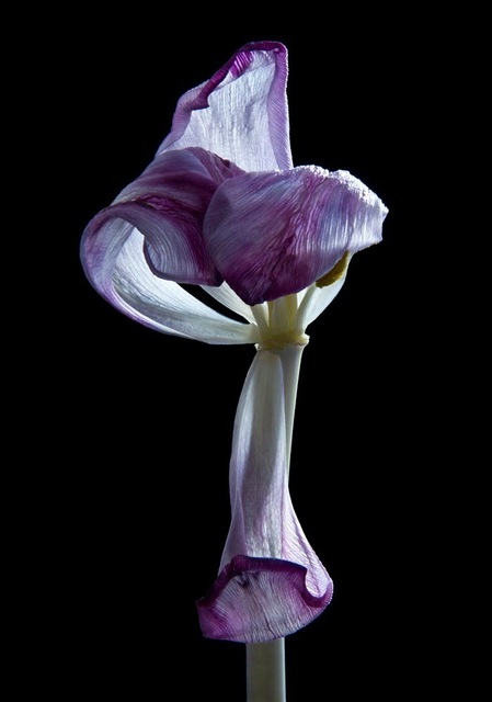 Carla van de Puttelaar, ‘Hortus Nocturnum’, 2010-2014, Photography, Pigment Print, Danziger Gallery