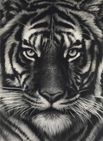 Untitled (Last Tiger)